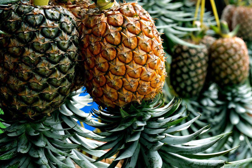 8 Tips Memilih Buah Nanas yang Manis dan Segar, biar Gak Ketipu!