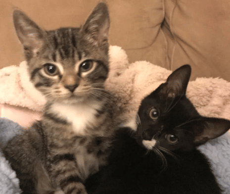 potret pasang surut persahabatan dua kucing beda warna (reddit.com/waterfae)