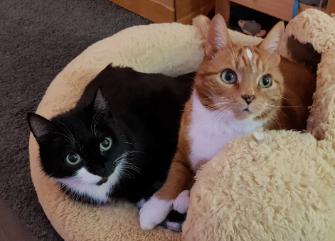 potret pasang surut persahabatan dua kucing beda warna (reddit.com/Inderdation)