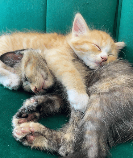 potret pasang surut persahabatan dua kucing beda warna (reddit.com/hereforcatsnplants)