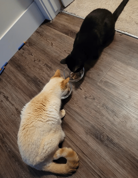 potret pasang surut persahabatan dua kucing beda warna (reddit.com/Significant_Club5437)