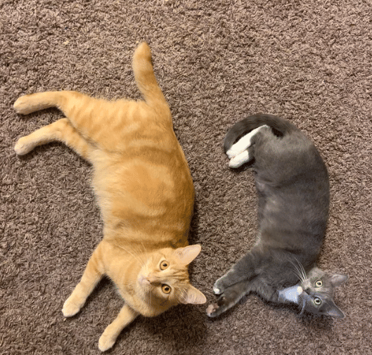 potret pasang surut persahabatan dua kucing beda warna (reddit.com/DeviantDahlia)