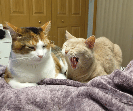 potret pasang surut persahabatan dua kucing beda warna (reddit.com/Kelliepizza)