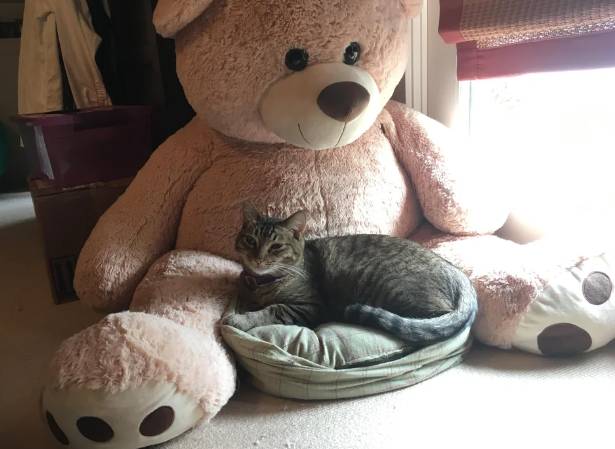 potret kucing dan boneka beruang (reddit.com/Mo_Mo_321)