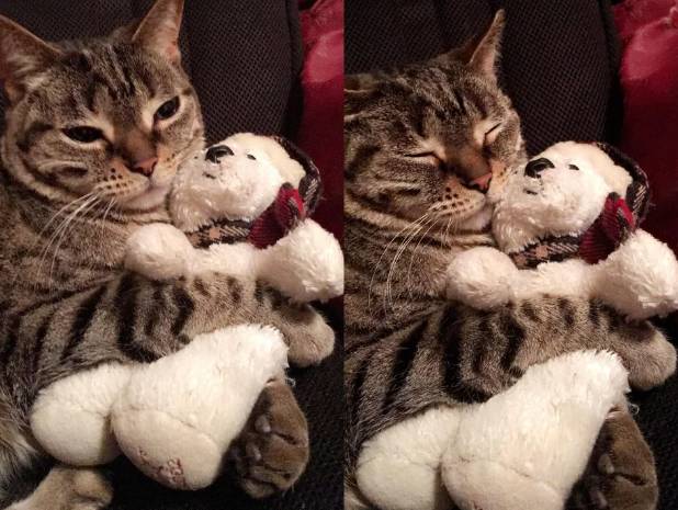 potret kucing dan boneka beruang (reddit.com/sadafsw)