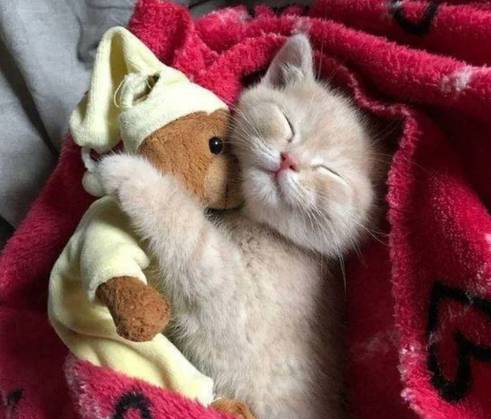 potret kucing dan boneka beruang (reddit.com/VeronicaWoodi)