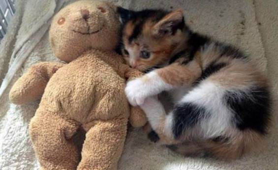 potret kucing dan boneka beruang (reddit.com/deleted)