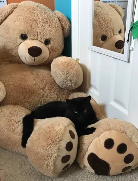 potret kucing dan boneka beruang (reddit.com/Notsetinstone)