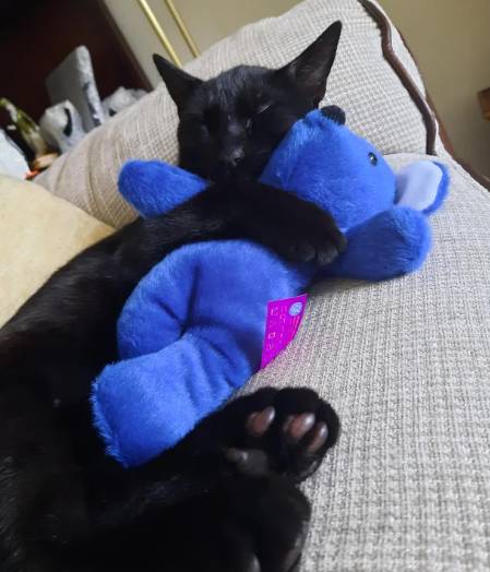 potret kucing dan boneka beruang (reddit.com/Thelazyzoologist)