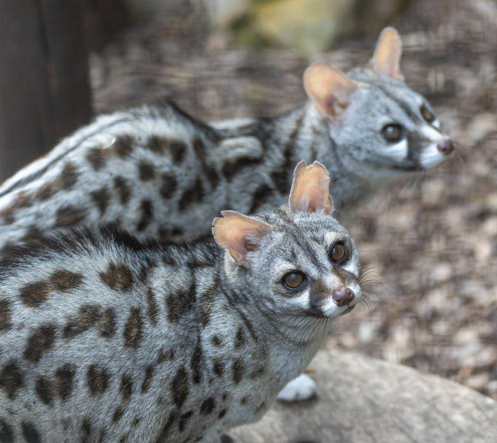 Genet berbintik besar nokturnal afrika selatan (zoochat.com/Lafon)