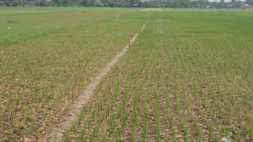 Salah satu lahan terdampak tol Kediri-Tulungagung. IDN Times/Bramanta Pamungkas