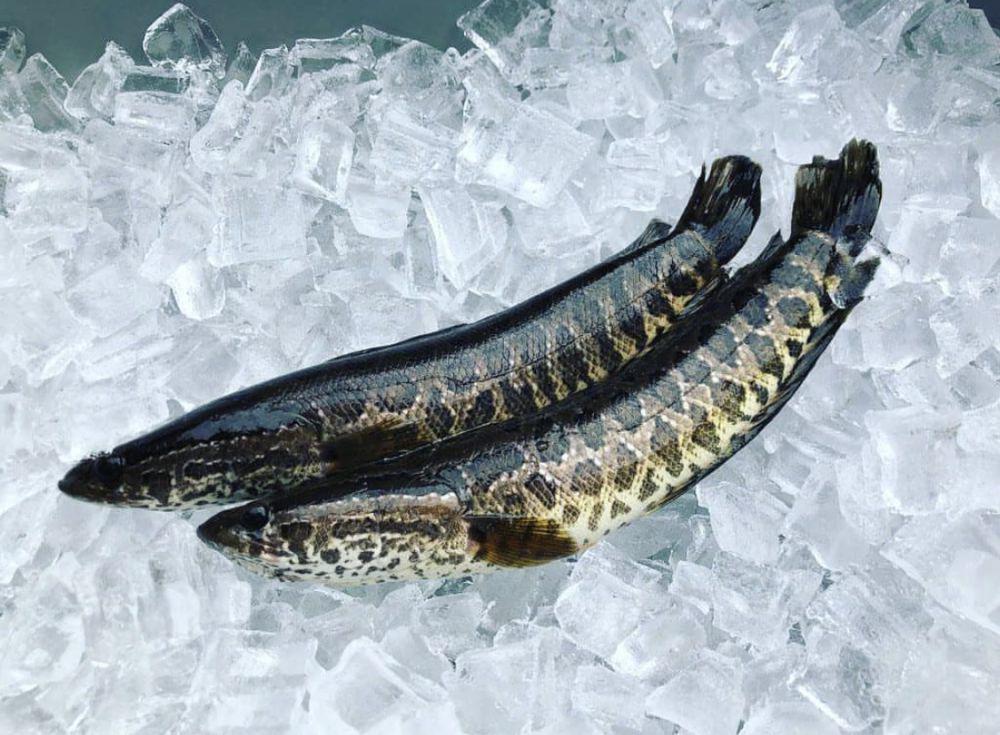 6 Tips Menyimpan dan Mengolah Ikan Gabus agar Gak Bau Amis