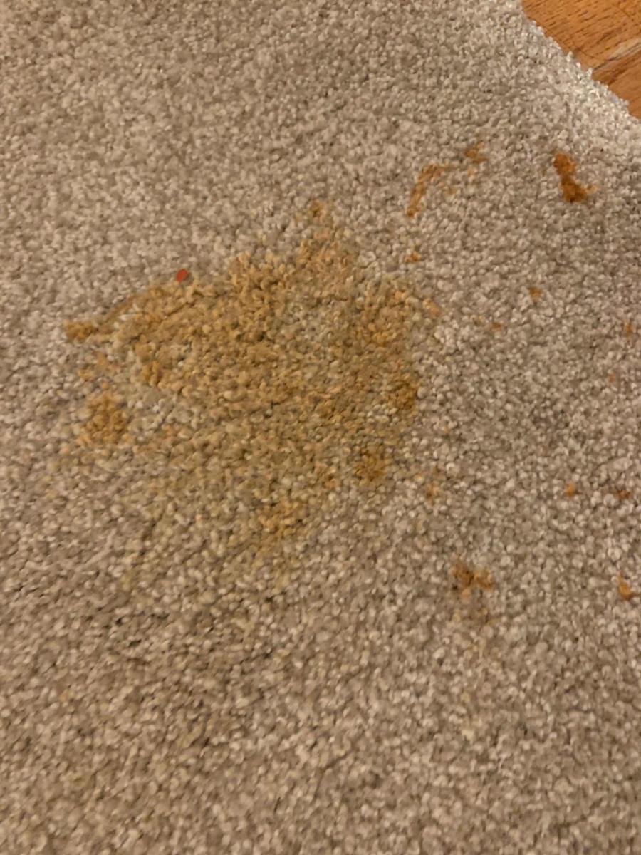 momen apes makanan dan minuman tumpah di karpet (reddit.com/user/Gacha_fnaf83)