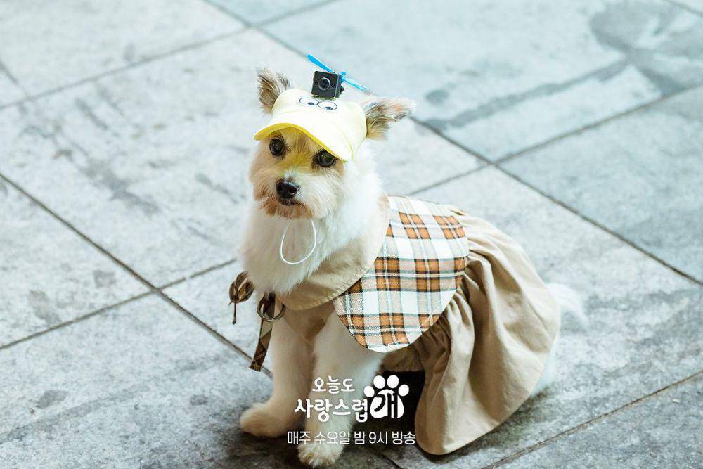 Still cut drama A Good Day to be a Dog (instagram.com/mbcdrama_now)