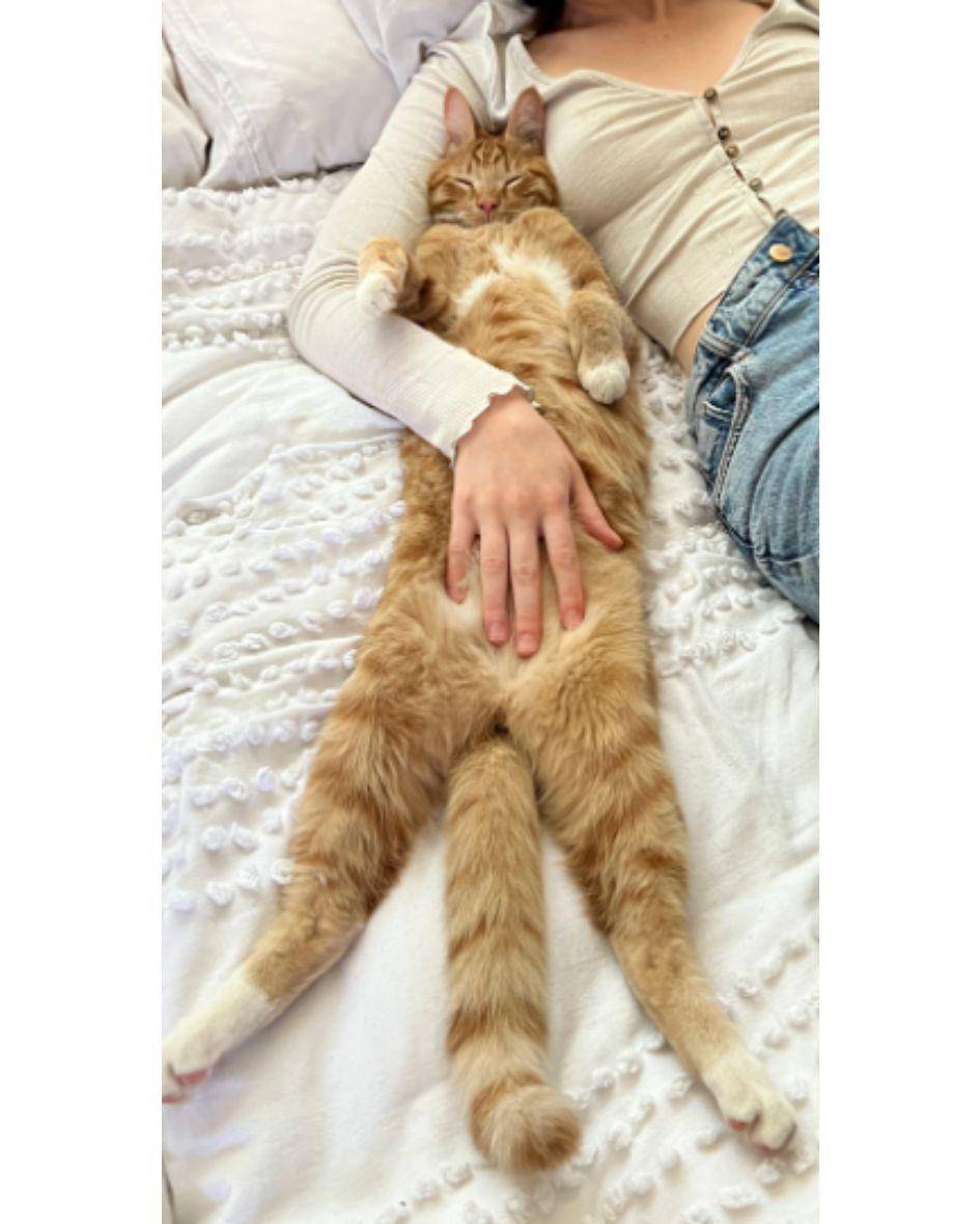 potret gaya kucing saat tidur bareng hooman (reddit.com/gonzalotudela)