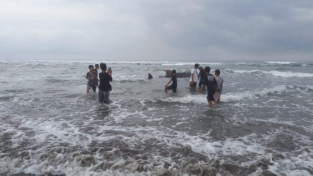Seekor Hiu Tutul Terdampar di Pantai Parangtritis Bantul