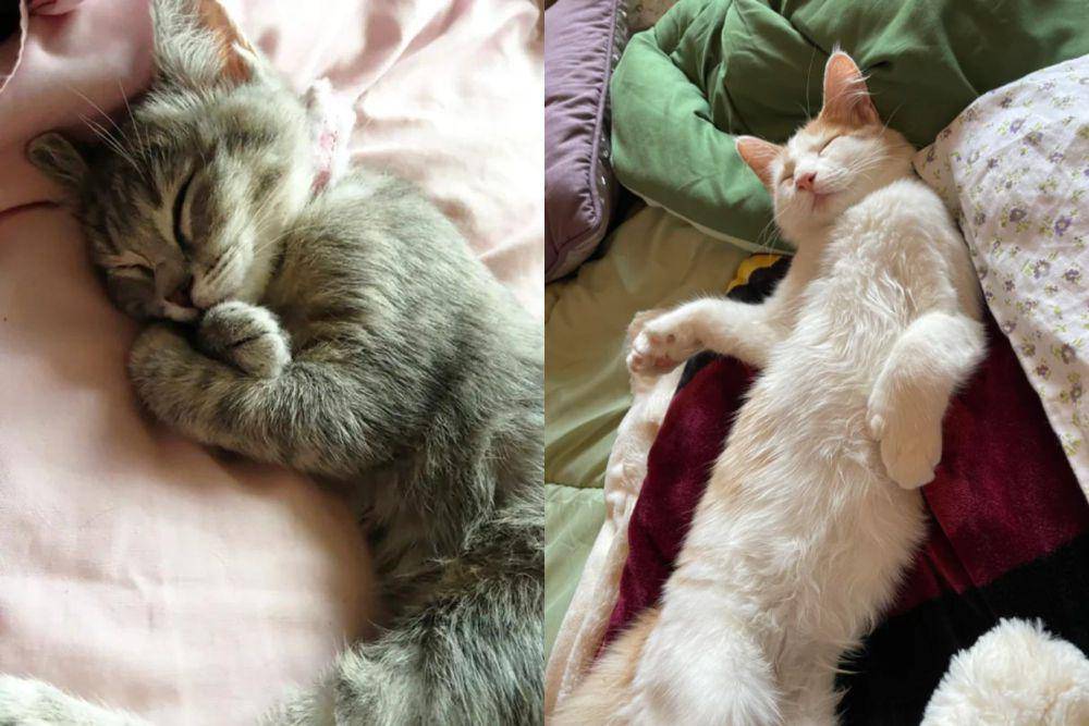 kolase potret gaya kucing saat tidur bareng hooman (reddit.com/amazing1234567890 I reddit.com/layaymie)