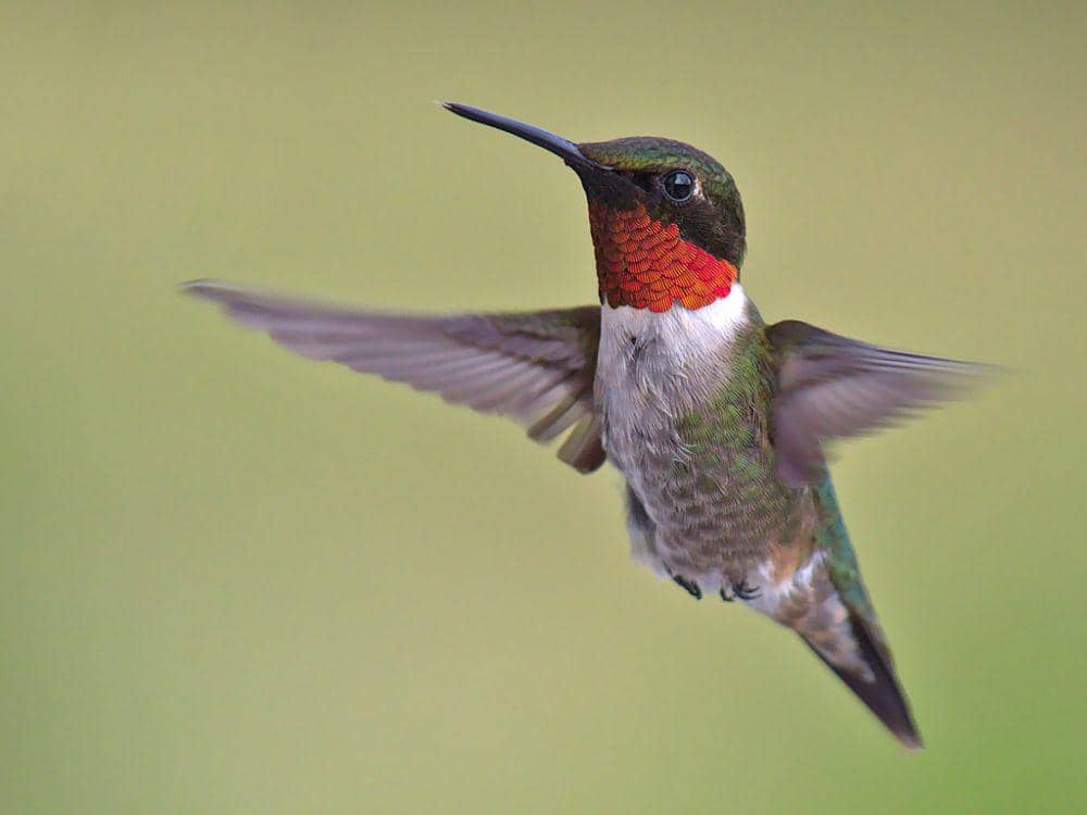 ilustrasi Archilochus colubris (inaturalist.org/kentross)