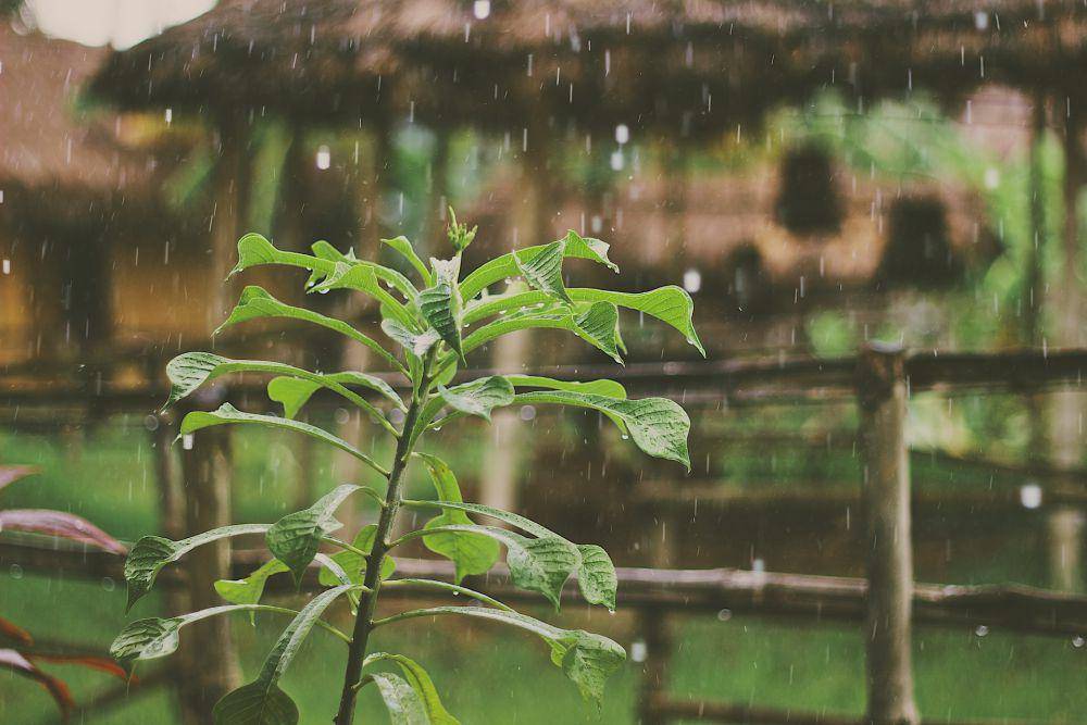 ilustrasi tanaman disiram hujan (unsplash.com/Mike Kotsch)
