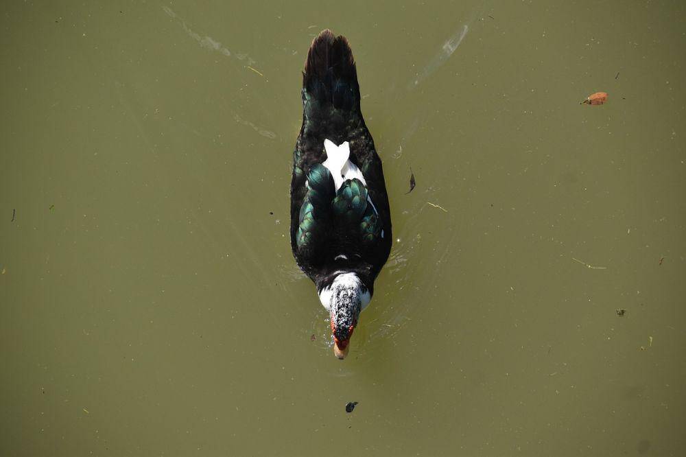 ilustrasi bebek yang berenang di air yang keruh (pixabay.com/ArtisticOperations)