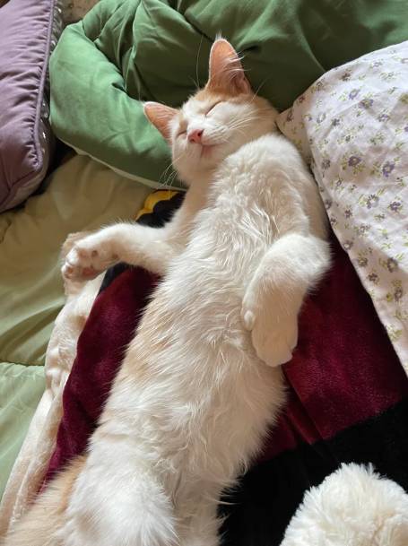 potret gaya kucing saat tidur bareng hooman (reddit.com/layaymie)