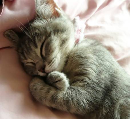 potret gaya kucing saat tidur bareng hooman (reddit.com/amazing1234567890)