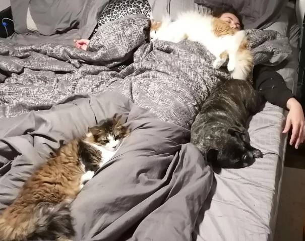 potret gaya kucing saat tidur bareng hooman (reddit.com/NoSexAppealNeil)