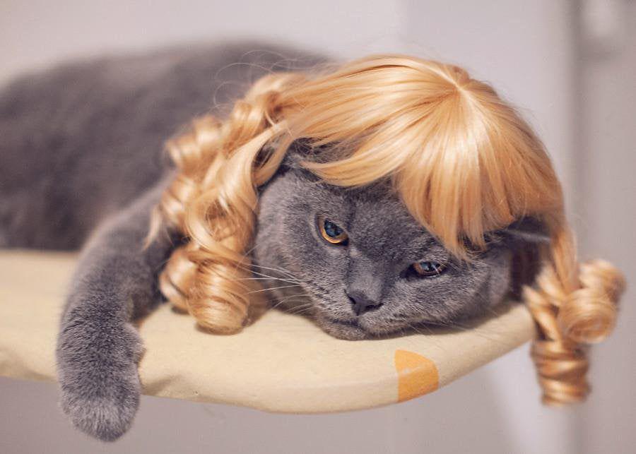10 Foto Lucu dan Kocak Anabul Pakai Wig Pirang, Kok Cocok?