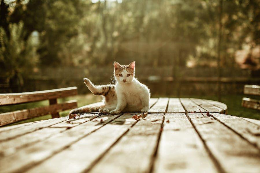 Apakah Kucing Bisa Kentut? Ini Penjelasan Penyebabnya