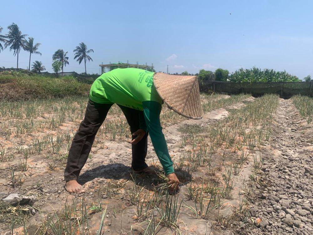 Petani subak Lendang Mudung Kecamatan Pringgabaya mencabut tanaman bawang yang rusak karena tercemar galian C (IDN Times/Ruhaili)