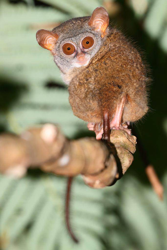 ilustrasi Tarsius sangirensis (inaturalist.org/carlosbocos)
