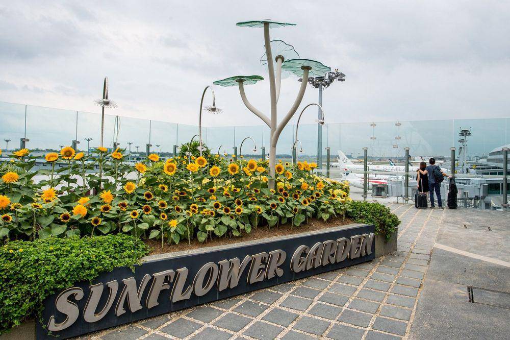 Sunflower Garden (tripadvisor.com.au)
