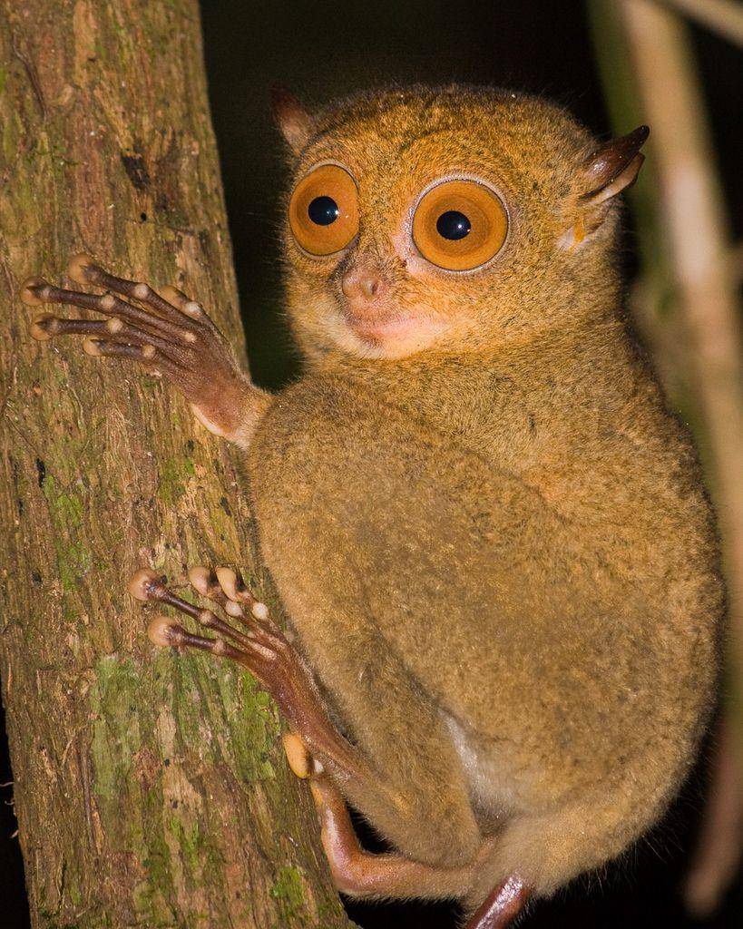 ilustrasi Tarsius bancanus (inaturalist.org/Erwin Bolwidt)