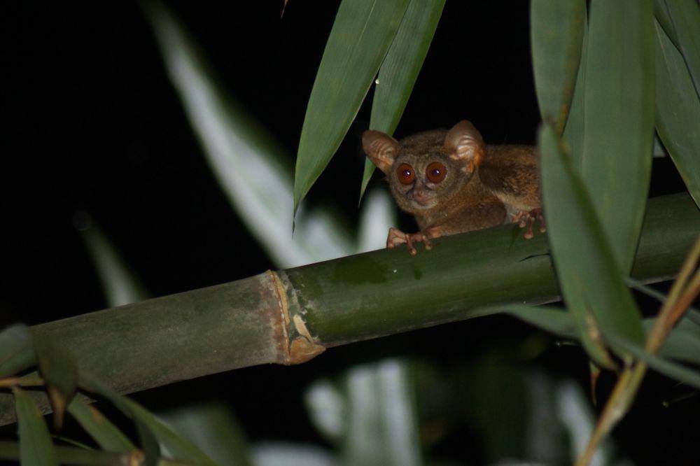 ilustrasi Tarsius niemitzi (inaturalist.org/Tom Kirschey)