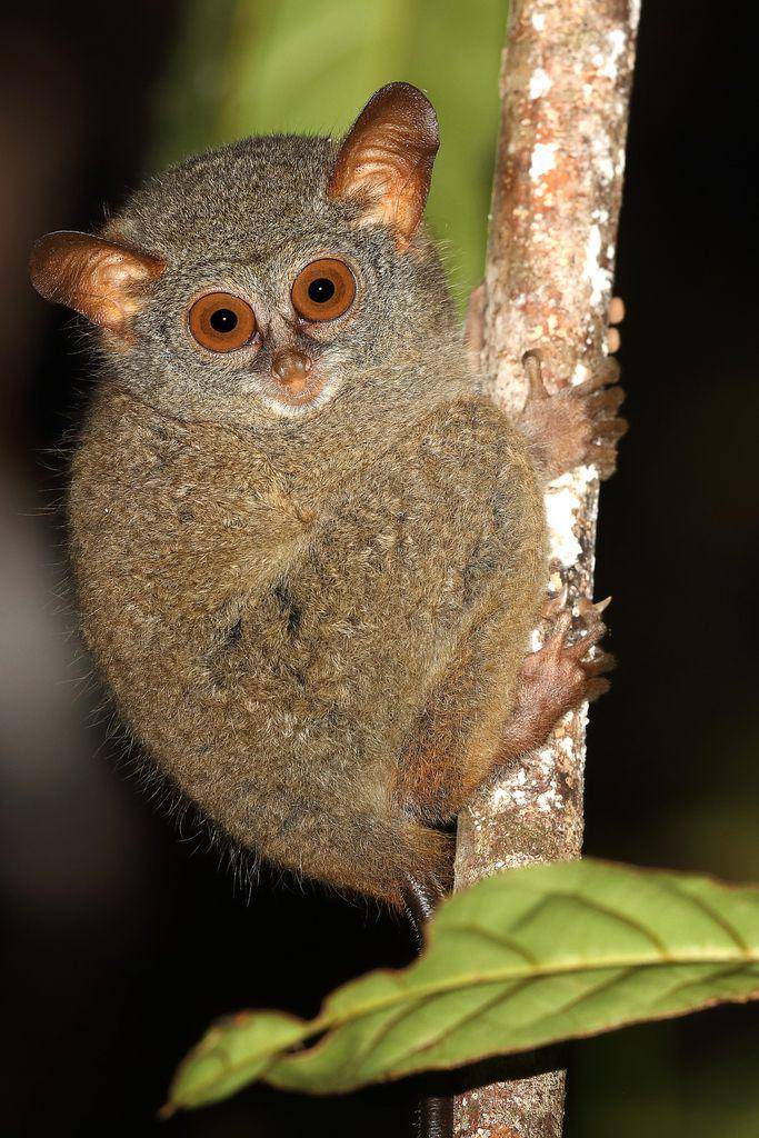 ilustrasi Tarsius pelengensis (inaturalist.org/carlosbocos)
