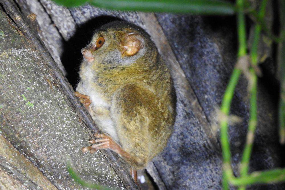 ilustrasi Tarsius tarsier (inaturalist.org/panjigusti)