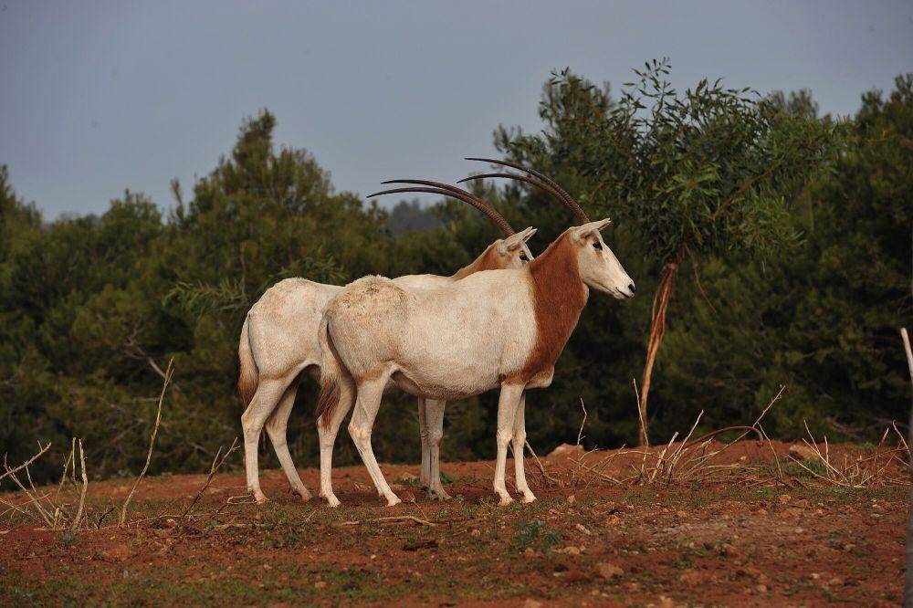Scimitar oryx (commons.m.wikimedia.org/Mustapha ennaimi)