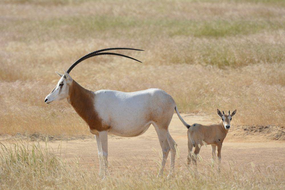 Scimitar oryx (commons.m.wikimedia.org/Kduthler)