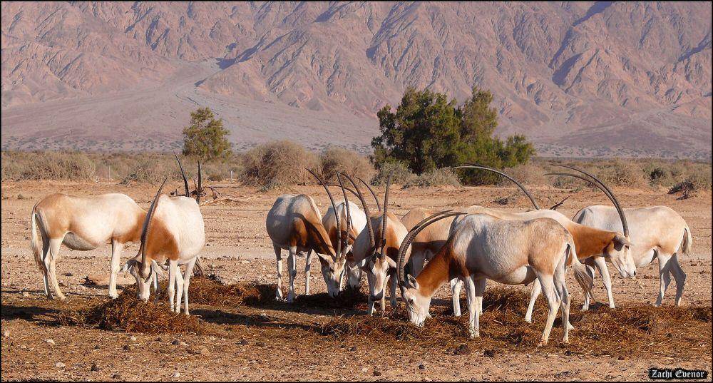 Scimitar oryx (commons.m.wikimedia.org/Zachi Evenor)