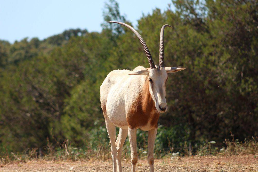Scimitar oryx (commons.m.wikimedia.org/Marwan Andrew)