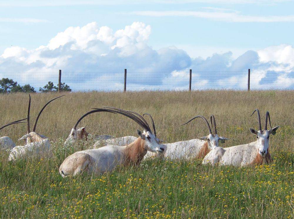 Scimitar oryx (pixabay.com/smblake)