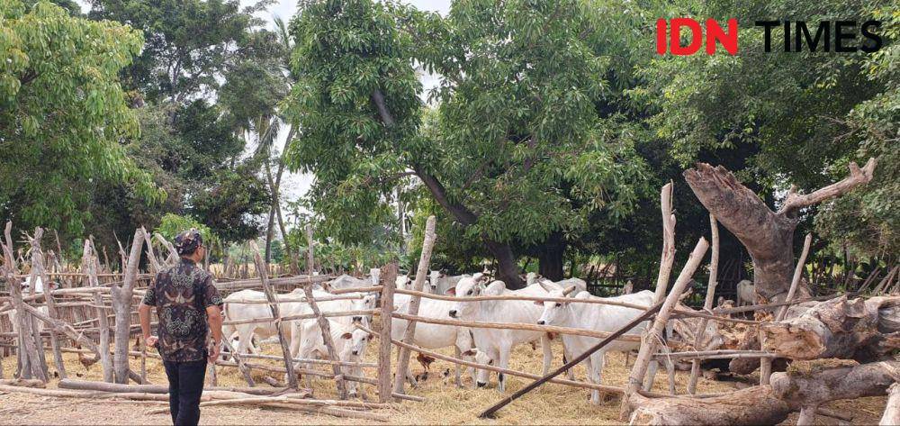 Salah satu tim peneliti Unsoed Purwokerto saat menilik peternakan sapi di Sumba Barat, Sabtu (18/11/2023).(IDN Times/Alief Einstein).