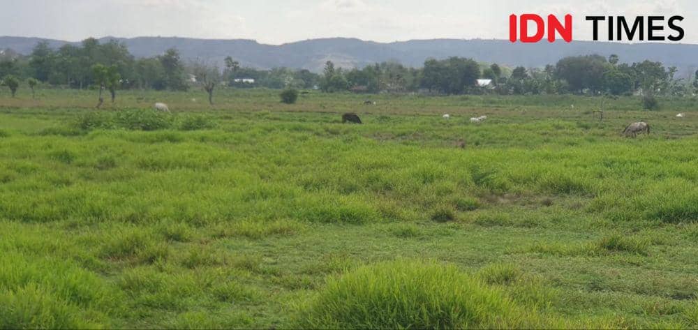 Berternak dan menjaga adat istiadat yang kuat adalah bagian yang turun temurun dijaga masyarakat Sumba.(IDN Times/Alief Einstein).