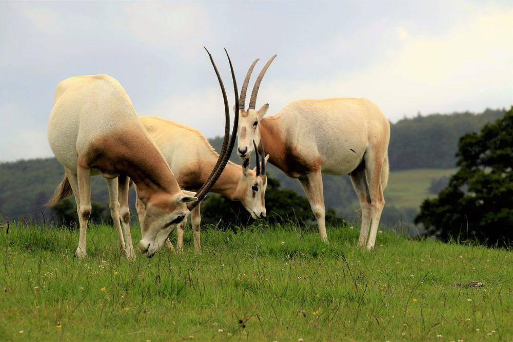 Scimitar oryx (pixabay.com/Kevin
