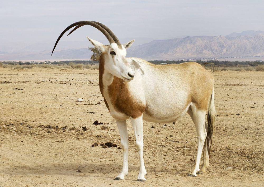 Scimitar oryx (pixabay.com/Jim Black)