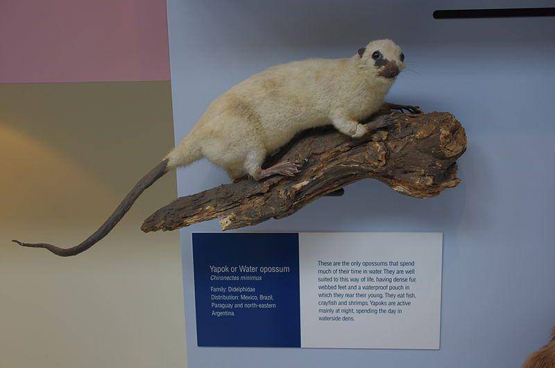 spesimen oposum air yang diawetkan di Natural History Museum, London (commons.wikimedia.org/Jacek Plewa)
