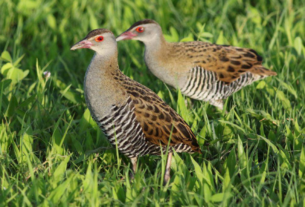 Burung african crake (commons.wikimedia.org/Derek Keats)