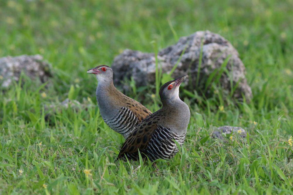 Burung african crake (commons.wikimedia.org/Derek Keats)