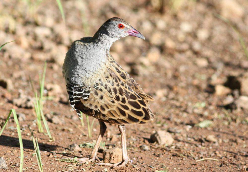 Burung african crake (commons.wikimedia.org/Derek Keats)