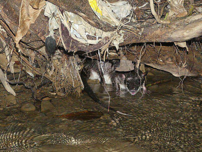 Oposum air mencari makan berupa hewan-hewan keci; di sekitar aliran sungai. (commons.wikimedia.org/Pedro Aguilar)